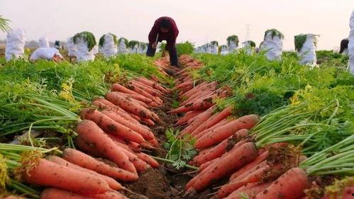 胡萝卜的种植视频,从播种到收获